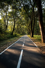 Fototapeta premium A scenic path for cycling with freshly drawn lane markings surrounded by dense green trees on both sides