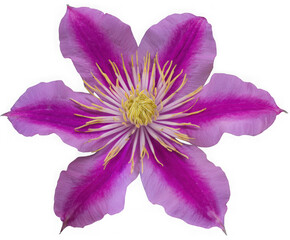 Naklejka premium Vibrant purple clematis flower with delicate petals isolated on transparent background