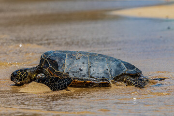 turtle on the beach