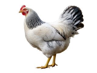 Fototapeta premium White Hen with Black Feathers Isolated 