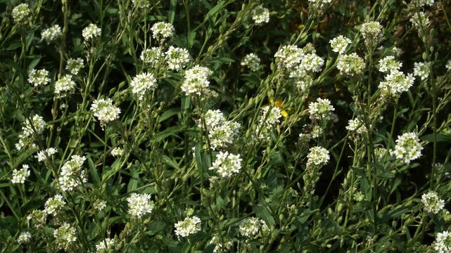 A dense patch of Hoary Alison blooms in a sunlit field. Berteroa incana shows clusters of small white flowers with notched petals and its namesake hoary leaves. 🌿