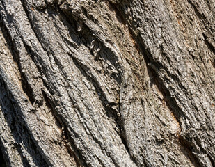 Olive tree bark pinaster trunk symbol. Texture made of olive tree bark . Beautiful olive tree bark trunk background. Greece, Conceptual image. Peaceful nature.