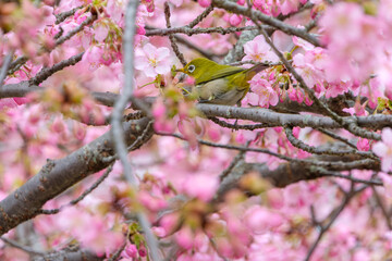 桜の花に囲まれるメジロの春のひととき