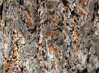 Maritime Pine, Pinus pinaster trunk symbol. Texture made of maritime pine tree bark. Beautiful Maritime Pine, Pinus pinaster trunk background. Conceptual image. Peaceful nature.