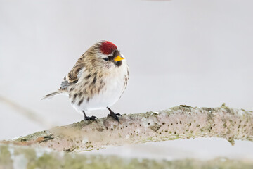 Common redpoll