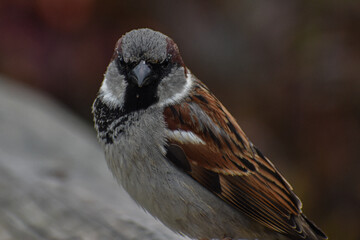 black headed sparrow close up detail perched on fence