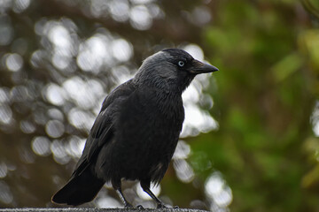 Crow Jackdaw wild bird with green background