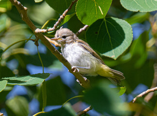 Warbling vireo on a branch