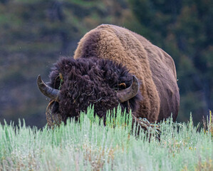 American  bison in the field