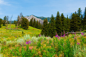 spring in the mountains