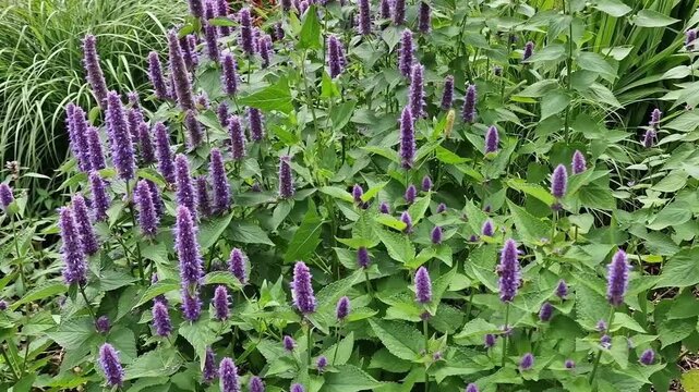 Agastache rugosa 'Liquorice Blue' a summer autumn fall flowering plant with a purple blue summertime flower commonly known as Giant hyssop or Korean Mint, gardening stock video footage 