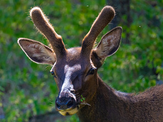 Juvenile elk in the forest