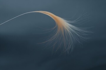 Delicate plume with wispy strands feather light