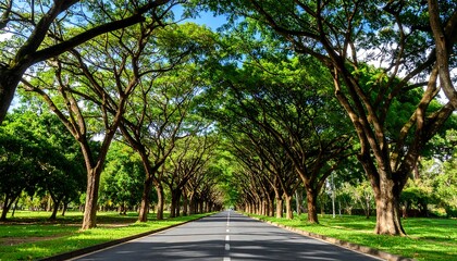 Obraz premium Lush green trees lining a paved road