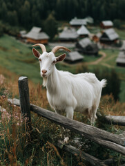 Obraz premium white goat on a meadow