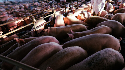 pork production swine