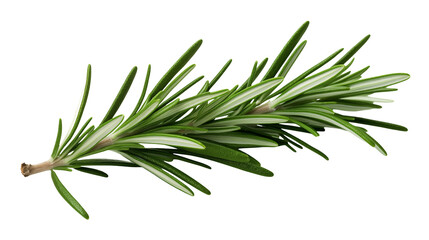 Fototapeta premium A sprig of fresh rosemary with needle like leaves on a transparent background in a close up studio shot