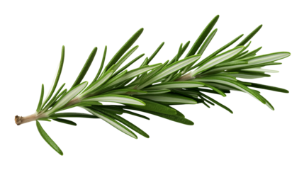 A sprig of fresh rosemary with needle like leaves on a transparent background in a close up studio shot