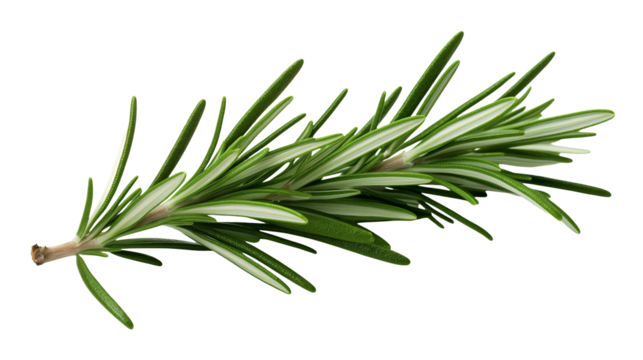 A sprig of fresh rosemary with needle like leaves on a transparent background in a close up studio shot