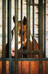 A horse in his stable.
