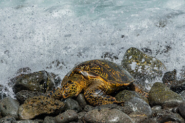 turtle on the beach