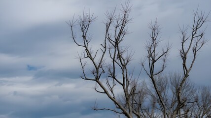 Obraz premium Bare branches reaching towards a cloudy sky, winter season landscape