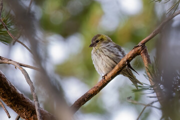 Eurasian siskin