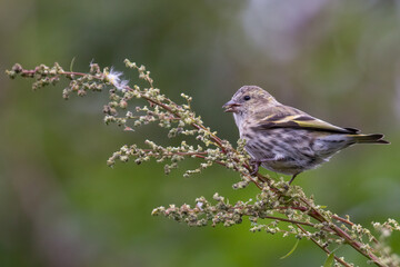Eurasian siskin