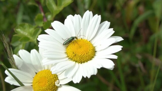 Thick-legged flower beetle ( Oedemera nobilis ) also known as false oil beetle, swollen-thighed beetle, resting and pollinating on an Oxeye daisy wildflower, insect macro stock video footage clip