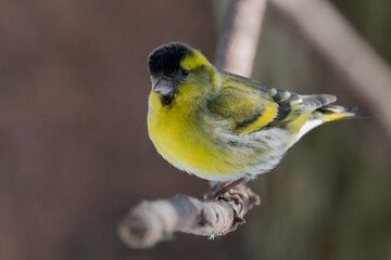 Eurasian siskin