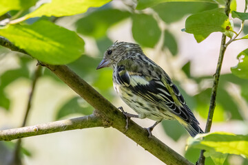 Eurasian siskin