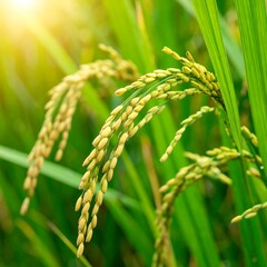 Lush rice stalks in golden light