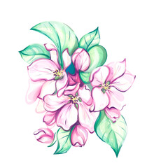 Watercolor japanese cherry blooming, sakura art. Apple tree bouquet from white background