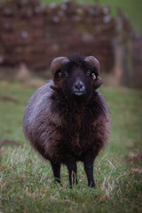 portrait of a single black sheep ram