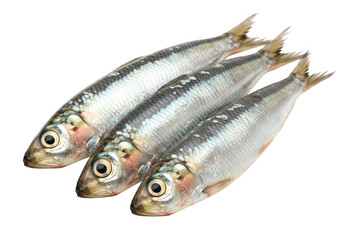 Three fresh sardines isolated on a transparent background