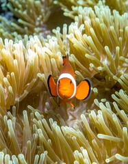 Parrot Fish Gliding Through Clear Reef Waters