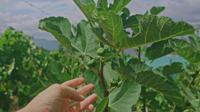 A detailed closeup view of a hand carefully inspecting a healthy fig tree, showcasing the beauty and growth of nature