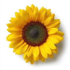 Fototapeta premium Ai generated image of a bright yellow sunflower isolated on white background
