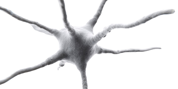Detailed microscopic view of a neuron cell body with dendrites, illustrating neural network and brain function Concept of neuroscience, biology, and medical research