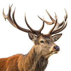 Majestic red deer stag with large antlers isolated on transparent background © Milar
