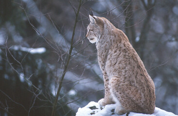 Lynx, Lynx lynx © ROG