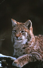 Fototapeta premium Lynx, Lynx lynx