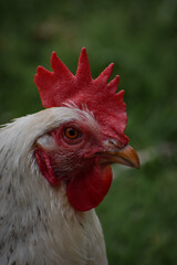 white chicken hen close up headshot portrait