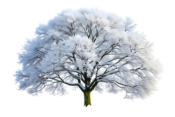 A majestic tree covered in frost and snow, isolated on transparent background, standing tall in the winter landscape with its branches reaching up to the sky