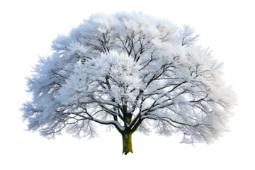 A majestic tree covered in frost and snow, isolated on transparent background, standing tall in the winter landscape with its branches reaching up to the sky