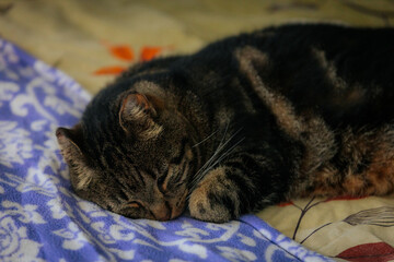 Close-up of a tabby cat curled up and sleeping soundly on a cozy, patterned blanket, capturing a calm and serene moment.