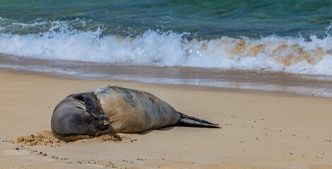 sea lion on the beach