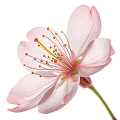 pink lily isolated on white