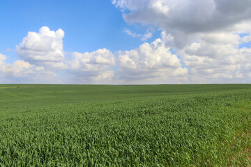 Obraz premium green field and blue sky