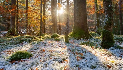 Fototapeta premium snowy forest floor with autumn leaves and mossy trees in sunlight